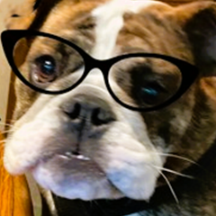 Agnes, a young brindle and white English bulldog in cat-eye glasses