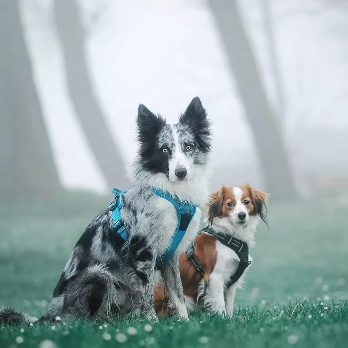 Adjustable No-Pull Dog Harness Reflective Vest, Blue, M