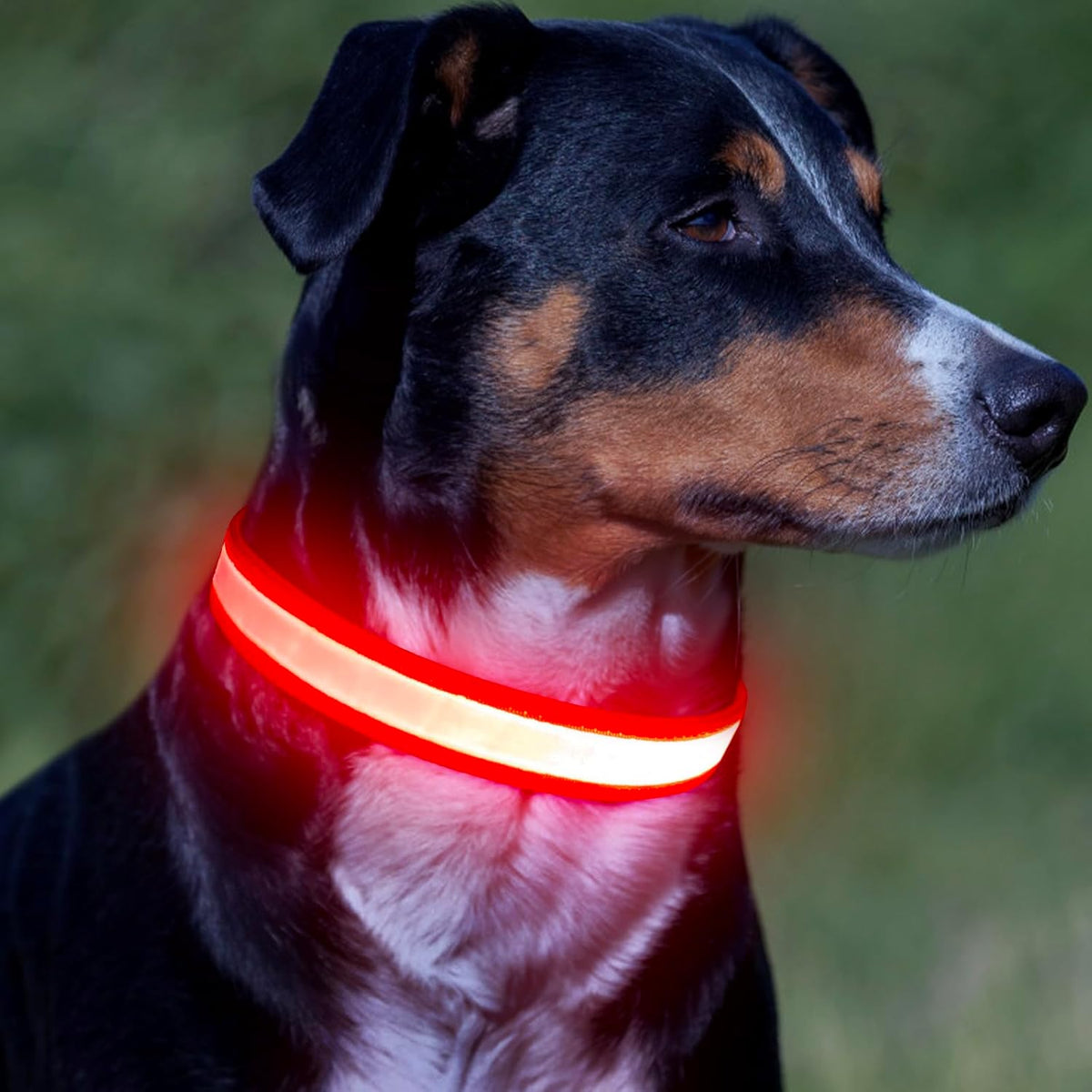 Rechargeable LED Dog Collar for Small Dogs, Red, USB Light-Up