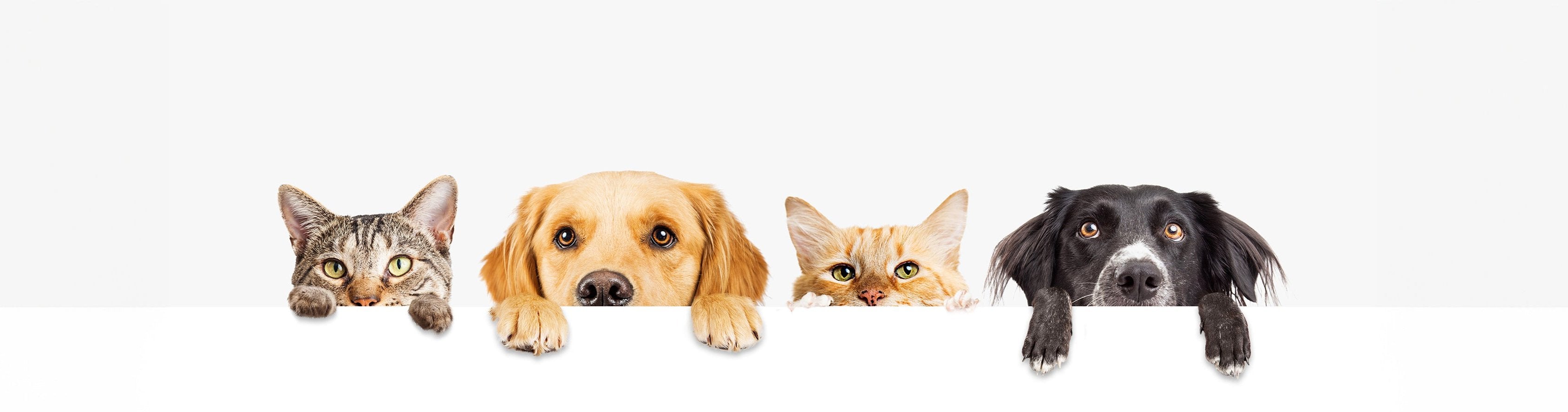 Home Page Banner Image