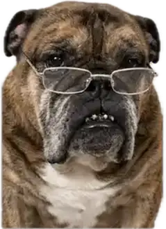 Duke, a brindle English bulldog wearing glasses